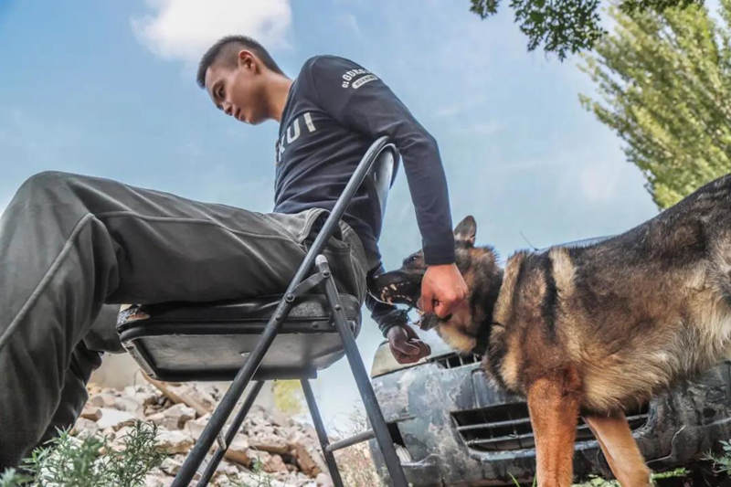 Canes aprenden habilidades policíacas de rescate y ataque en Ningxia