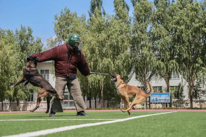 Canes aprenden habilidades policíacas de rescate y ataque en Ningxia