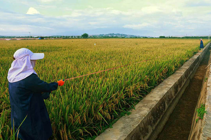 La variante de arroz súper híbrido alcanza un rendimiento unitario de más de 1.100 kg en Yunnan