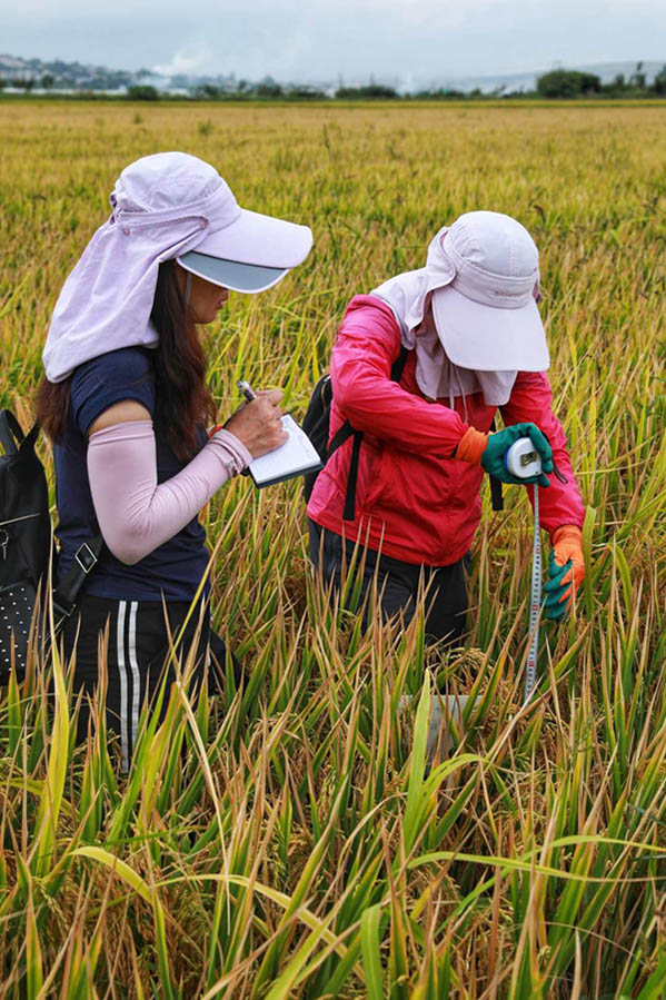 La variante de arroz súper híbrido alcanza un rendimiento unitario de más de 1.100 kg en Yunnan