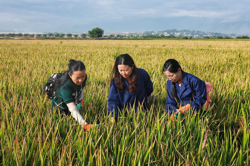 La variante de arroz súper híbrido alcanza un rendimiento unitario de más de 1.100 kg en Yunnan