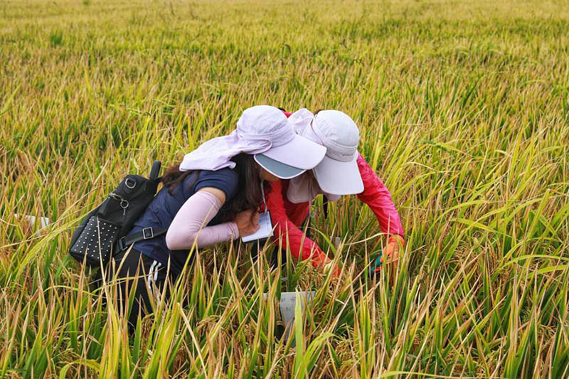 La variante de arroz súper híbrido alcanza un rendimiento unitario de más de 1.100 kg en Yunnan