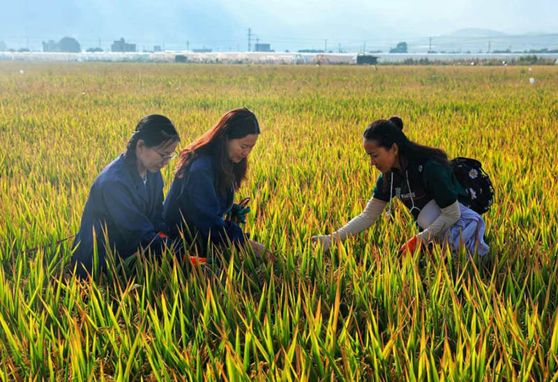 La variante de arroz súper híbrido alcanza un rendimiento unitario de más de 1.100 kg en Yunnan