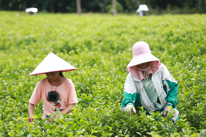 Los agricultores trabajan recogiendo flores de jazmín. (Foto / Wu Mingjiang)