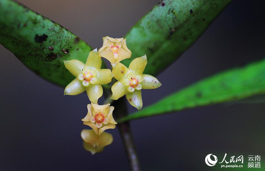 Descubren nuevos destellos de la Hoya burmanica en Yunnan