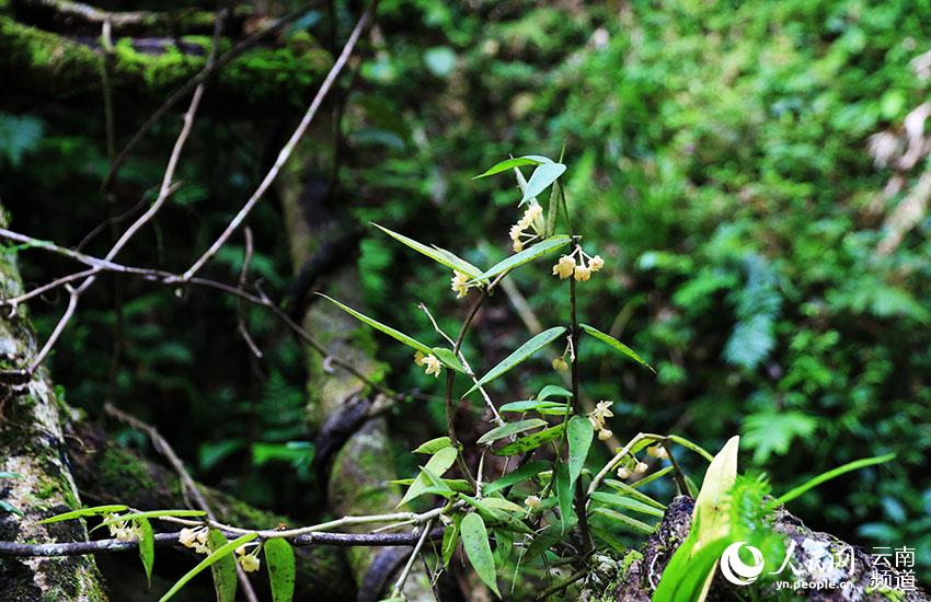 Descubren nuevos destellos de la Hoya burmanica en Yunnan