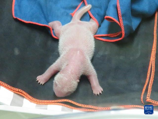 Nacen cachorros de panda gigante gemelos en Madrid 