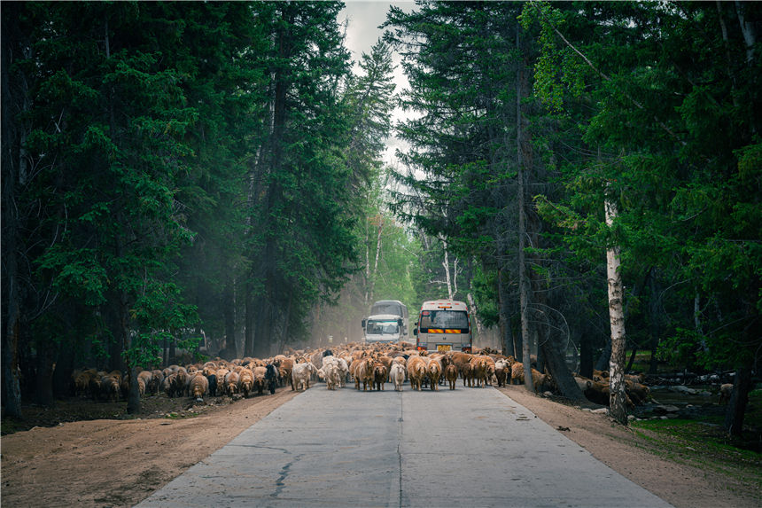 Zagales de Xinjiang trasladan el ganado hacia los pastizales de oto?o