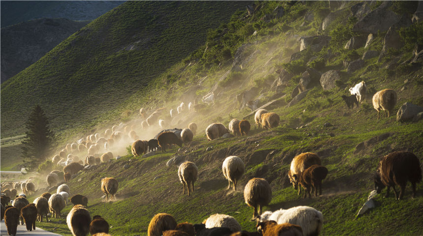 Zagales de Xinjiang trasladan el ganado hacia los pastizales de oto?o