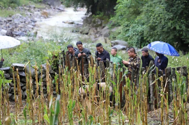 Los aldeanos se reúnen para ver al panda salvaje. (Foto / leshan.cn)