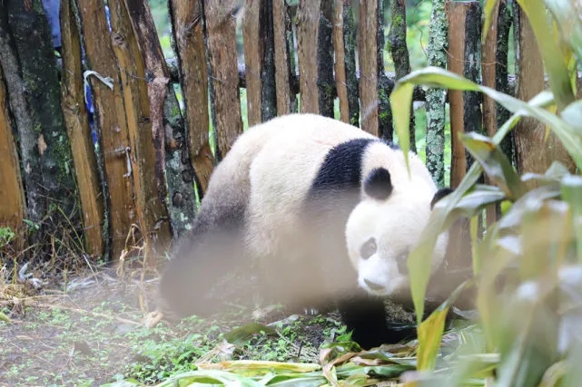 El panda salvaje en busca de alimento en el campo de maíz. (Foto / leshan.cn)