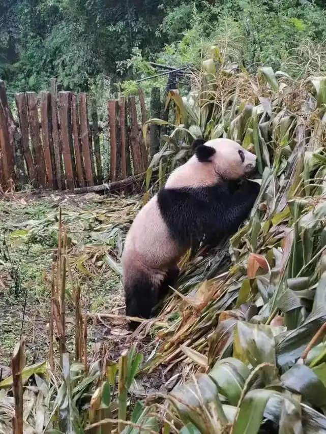 El panda salvaje en busca de alimento en el campo de maíz. (Foto / leshan.cn)