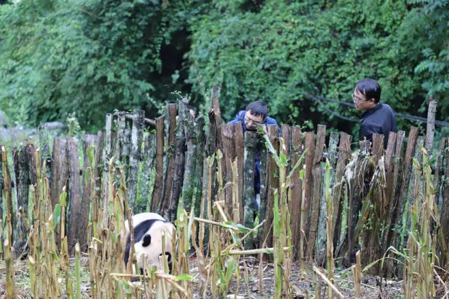 Expertos observando al panda salvaje. (Foto / leshan.cn)