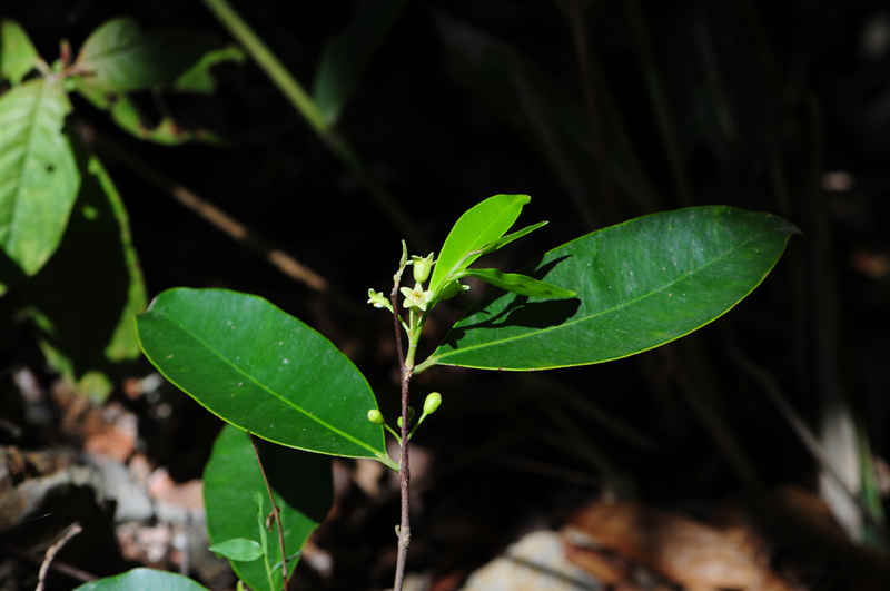 China actualiza la Lista de Plantas Silvestres bajo Protección Prioritaria del Estado