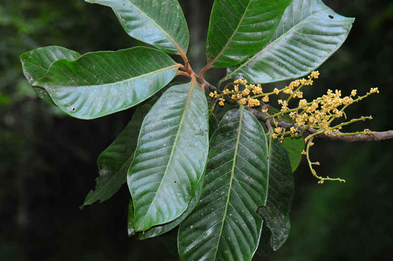 China actualiza la Lista de Plantas Silvestres bajo Protección Prioritaria del Estado