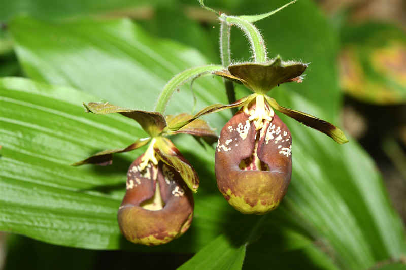 China actualiza la Lista de Plantas Silvestres bajo Protección Prioritaria del Estado