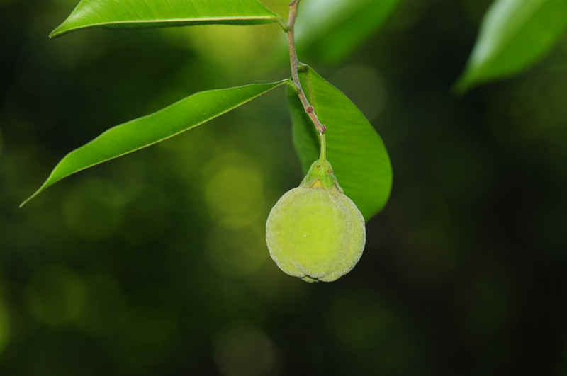 China actualiza la Lista de Plantas Silvestres bajo Protección Prioritaria del Estado