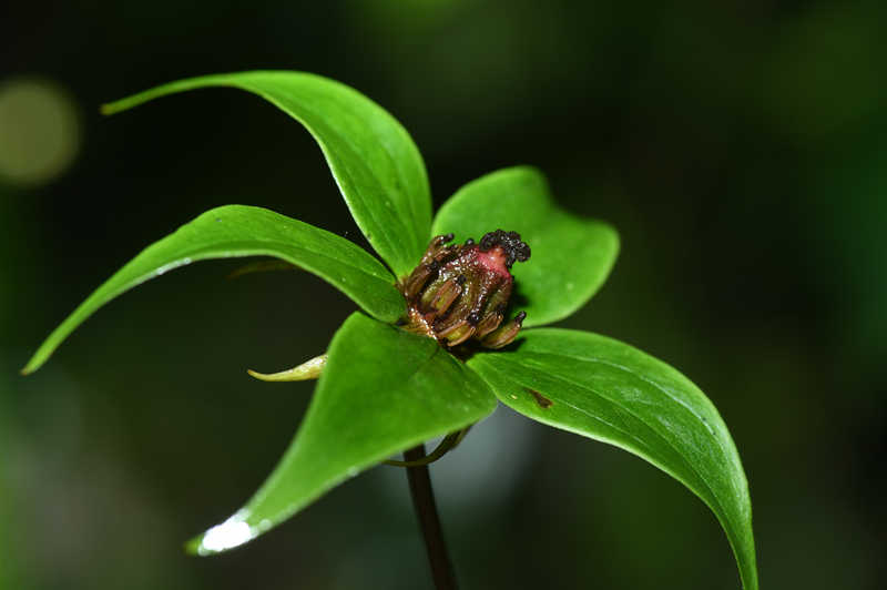 China actualiza la Lista de Plantas Silvestres bajo Protección Prioritaria del Estado