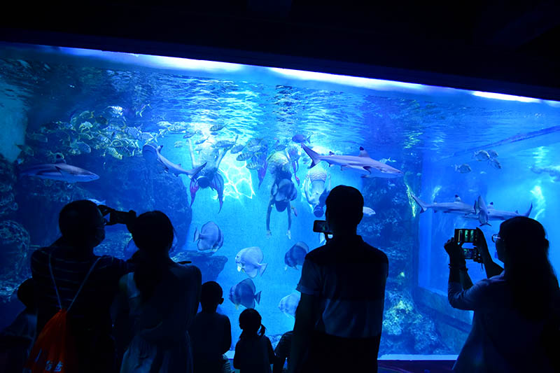 Los turistas observan una actuación de sirenas en Xiamen, provincia de Fujian. [Foto de Shen Weibin / chinadaily.com.cn]