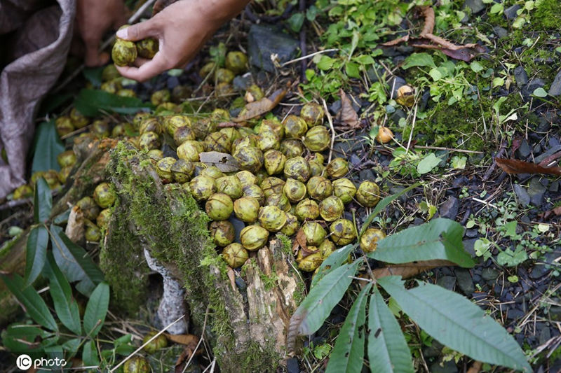 Lin'an en Hangzhou comienza la cosecha de nueces de nogal