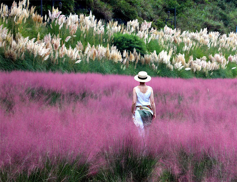 Una mujer posa para una foto en un mar de hierba muhly (Muhlenbergia capillaris) del condado de Changshun, provincia de Guizhou. [Foto: China Daily]