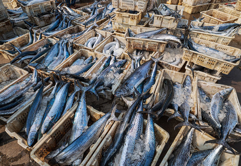 Pescadores del puerto de Shidao en Rongcheng, Weihai, provincia de Shandong, descargan caballa espa?ola fresca, 12 de septiembre del 2021. [Foto: proporcionada a China Daily]