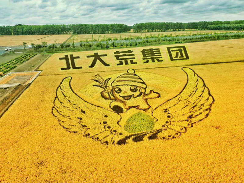 Gran cosecha de arroz entusiasma a los agricultores de Heilongjiang