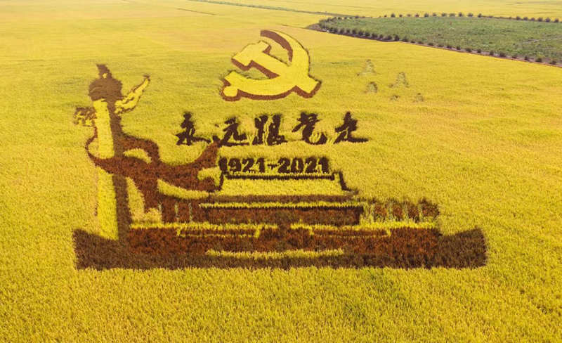 Gran cosecha de arroz entusiasma a los agricultores de Heilongjiang