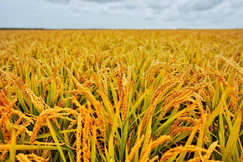 Gran cosecha de arroz entusiasma a los agricultores de Heilongjiang