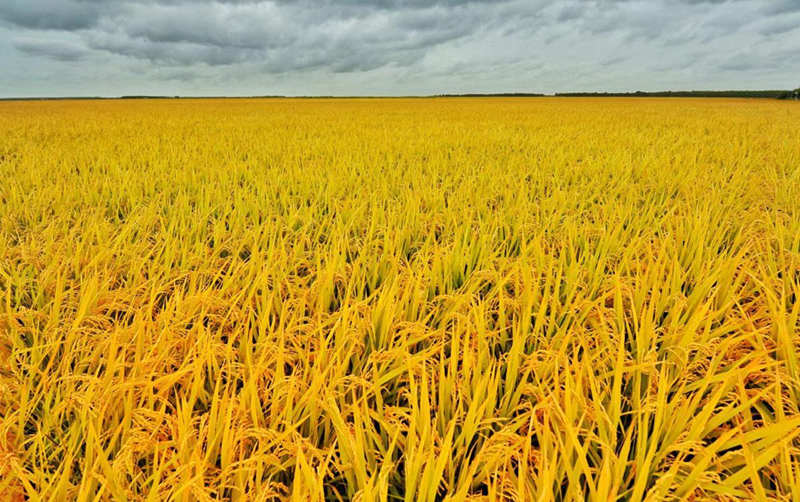 Gran cosecha de arroz entusiasma a los agricultores de Heilongjiang