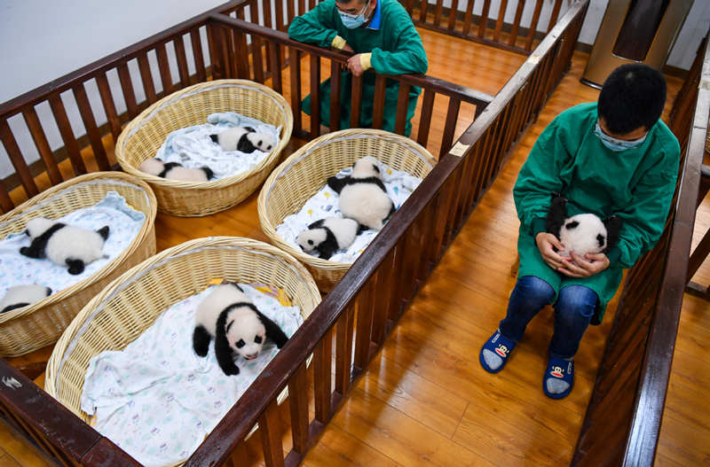 Sichuan da la bienvenida a 24 nuevos cachorros de panda gigante