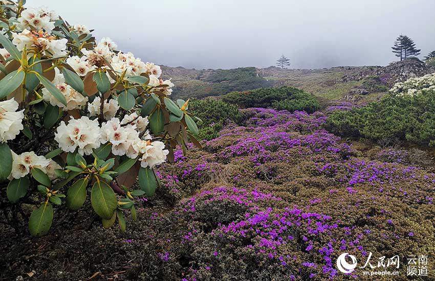 La foto muestra flores de azalea floreciendo en la Reserva Natural Nacional de Jiaozishan en la provincia de Yunnan, suroeste de China. (Foto / Guo Minghai)