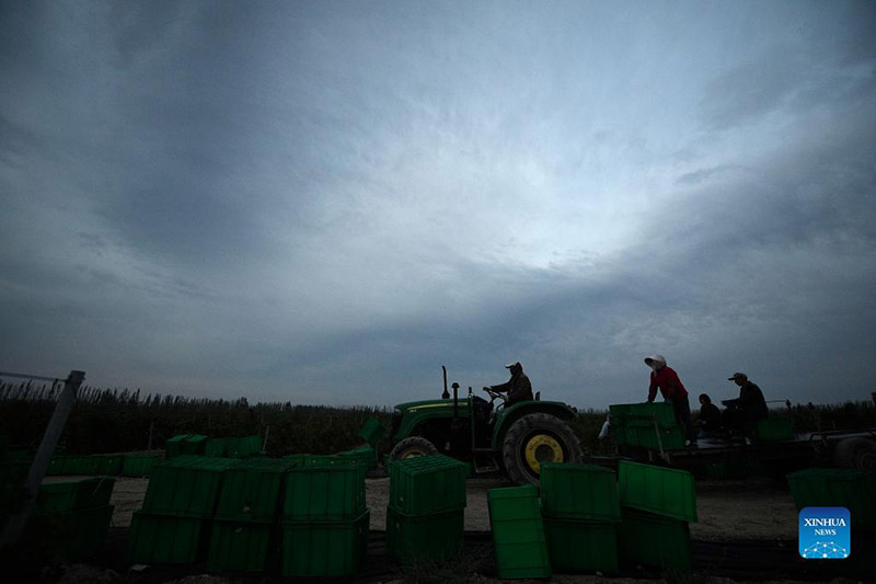 Los trabajadores transportan un tractor hacia otro vi?edo en Minning, Yongning, Región Autónoma de Ningxia Hui, 24 de septiembre del 2021. 