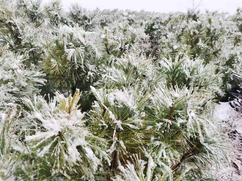 Heilongjiang recibe su primera nevada de la temporada