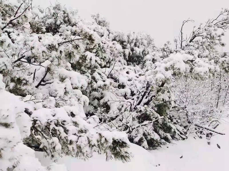 Heilongjiang recibe su primera nevada de la temporada