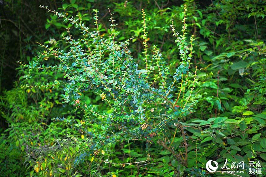 Redescubren plantas endémicas chinas en Longling, Yunnan