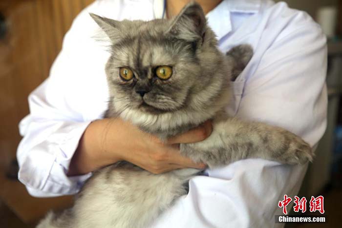 Una gata clonada en Qingdao, provincia de Shandong, está buscando una pareja potencial. [Foto / Chinanews.com]