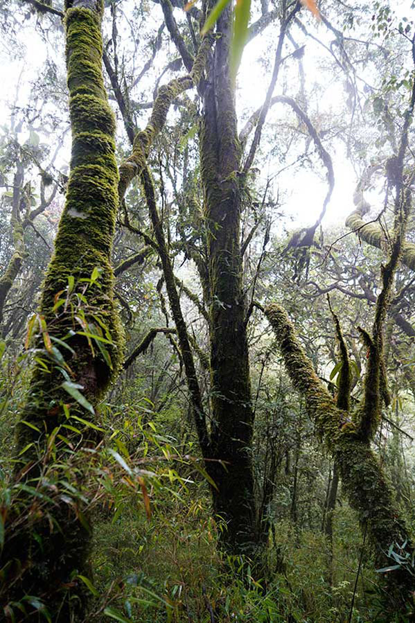 Descubren un ejemplar de Taxus chinensis con más de 500 a?os de vida en Yunnan