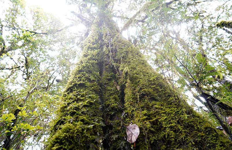 Descubren un ejemplar de Taxus chinensis con más de 500 a?os de vida en Yunnan