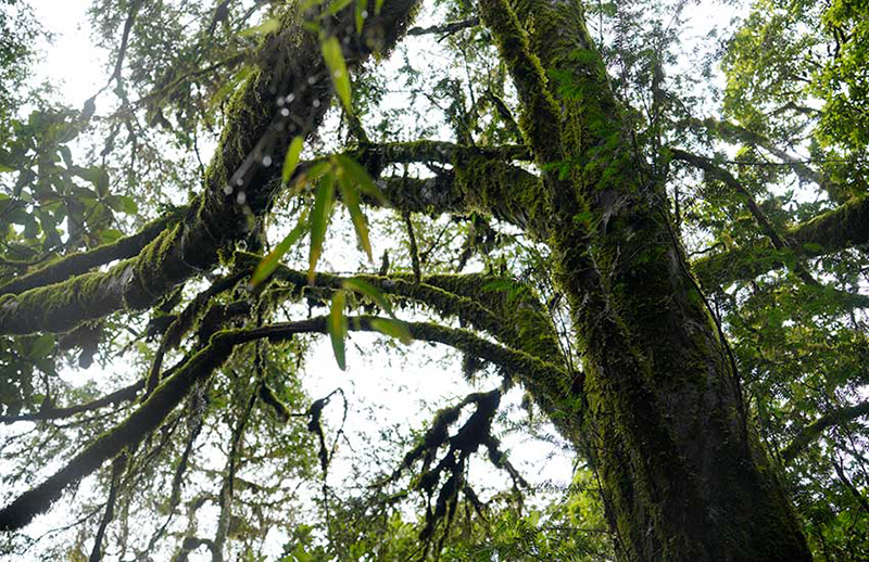 Descubren un ejemplar de Taxus chinensis con más de 500 a?os de vida en Yunnan