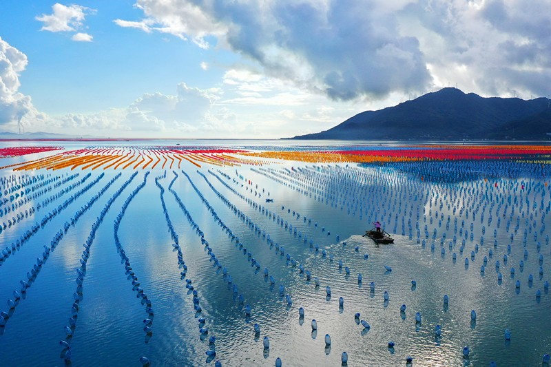 En los últimos a?os, el condado Nan'ao de Shantou, Guangdong, ha desarrollado activamente la acuicultura marina ecológica y respetuosa con el medio ambiente. La imagen del 14 de julio de 2021 muestra una granja en alta mar en la isla Nan'ao, una variedad de bolas flotantes de colores de protección ecológica y ambiental iluminan la superficie del mar. Por Lin Yuesheng / Pueblo en Línea