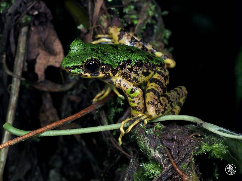 La foto muestra una especie de rana anfibia descubierta en el municipio de Dulongjiang, condado Gongshan, provincia de Yunnan, suroeste de China. (Foto de la Universidad Forestal del Suroeste)