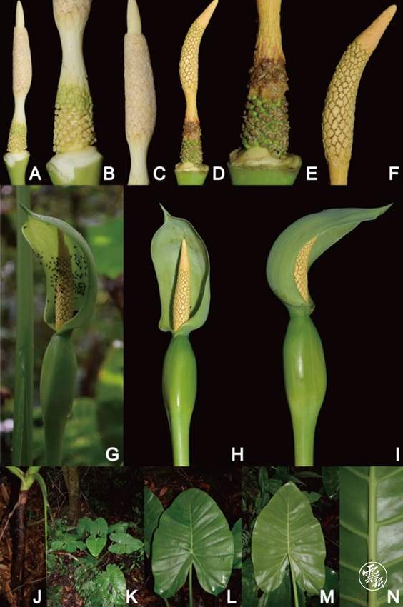 La foto muestra una nueva especie de la planta Alocasia descubierta en la Reserva Natural de Tongbiguan, prefectura autónoma Dai y Jingpo de Dehong en la provincia de Yunnan, suroeste de China. (Foto proporcionada por la Oficina de Silvicultura y Pastizales de la prefectura autónoma Dai y Jingpo de Dehong)