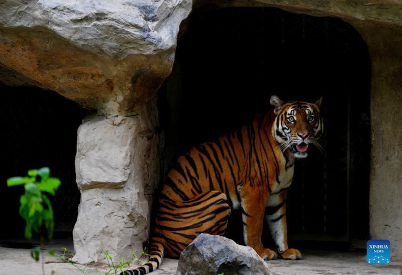 Tigre del sur de China del zoológico de Shanghai, 11 de octubre del 2021.  (Foto: Xinhua/ Zhang Jiansong)