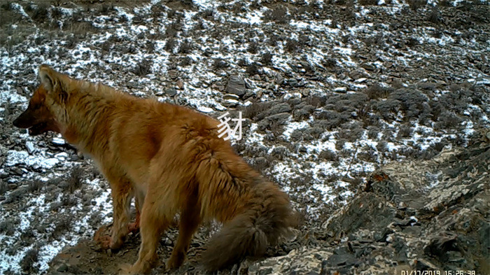 Parque Nacional de la Monta?a Qilian: hogar de numerosas especies salvajes raras