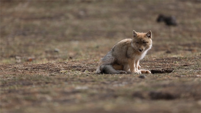 Parque Nacional de la Monta?a Qilian: hogar de numerosas especies salvajes raras