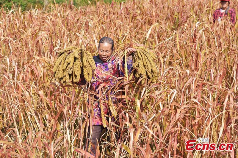 Los aldeanos cosechan mijo en la aldea de Shuangcen, condado Jiangkou en Tongren, provincia de Guizhou, suroeste de China. (Foto: Servicio de Noticias de China / Li He)