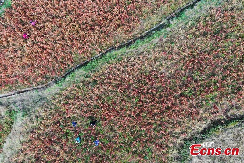 Los aldeanos cosechan mijo en la aldea de Shuangcen, condado Jiangkou en Tongren, provincia de Guizhou, suroeste de China. (Foto: Servicio de Noticias de China / Li He)