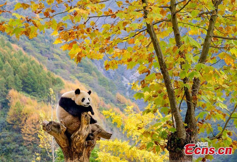 Los pandas gigantes disfrutan del oto?o en Sichuan