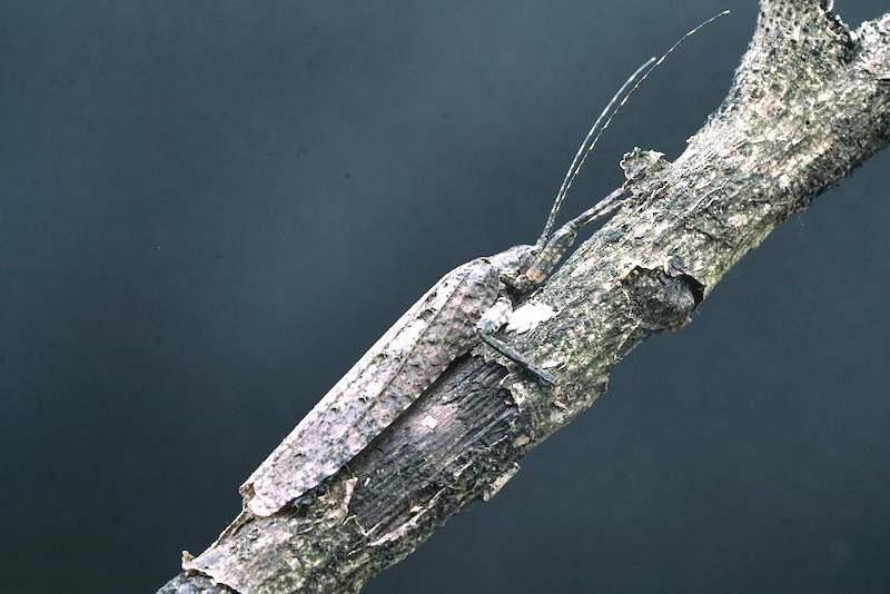 Parque Nacional de la Selva Tropical: paraíso de insectos en Hainan